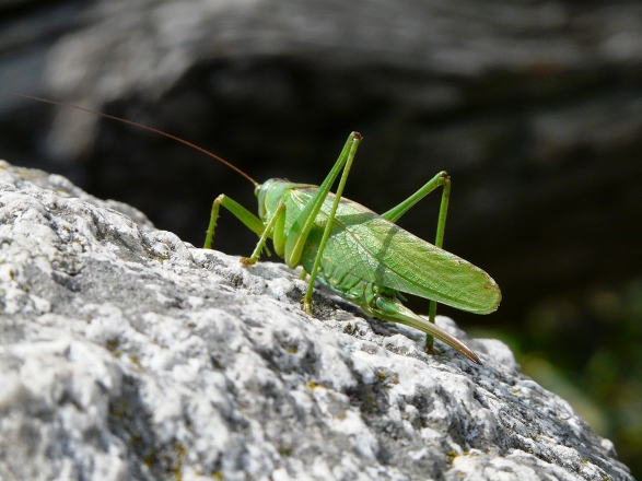 cavalletta da identificare